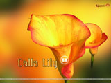 Calla Lilly Wallpaper
